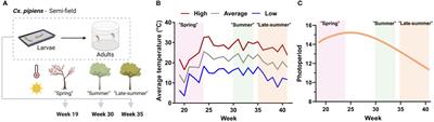 Seasonality influences key physiological components contributing to Culex pipiens vector competence